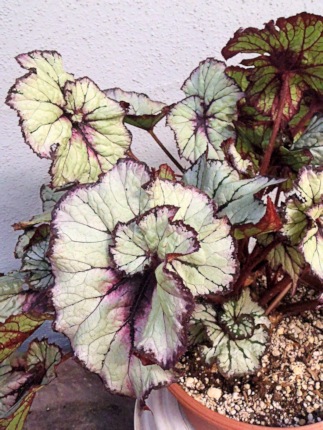 B. ‘Catherine Jane’